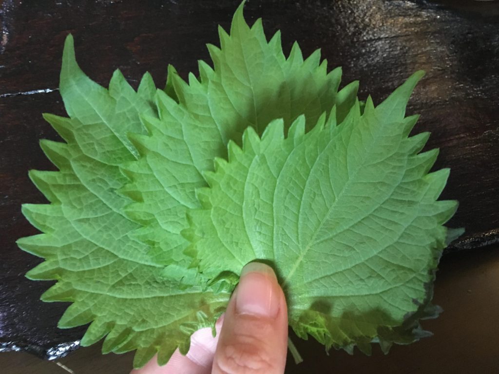 Shiso Leaves Fan