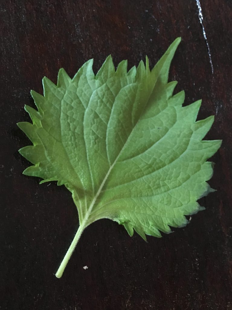 Single Shiso Leave