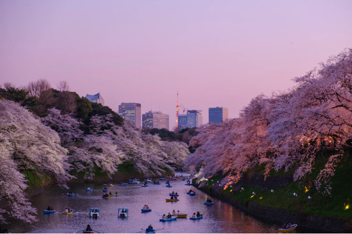Cherry Blossoms over River view Tokyo