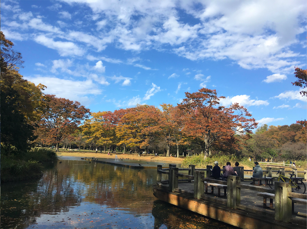 Yoyogi Park best place to see the Autumn leaves in Tokyo