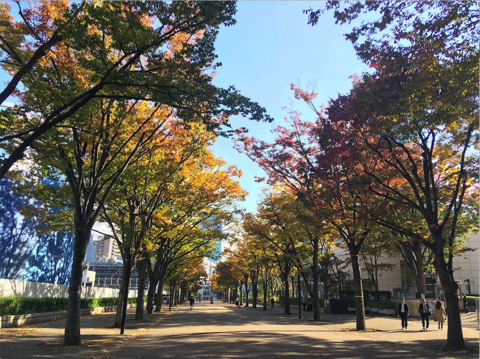 Yoyogi Park autumn leaves