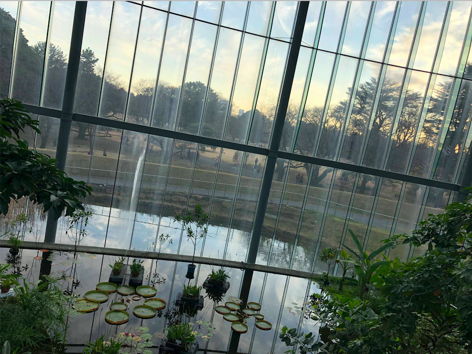 Shinjuku Gyoen Park Greenhouse, looking outside