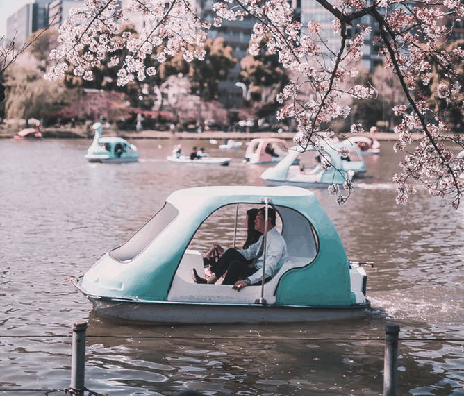 Inokashira Park one of the best places to view Cherry Blossoms in Tokyo