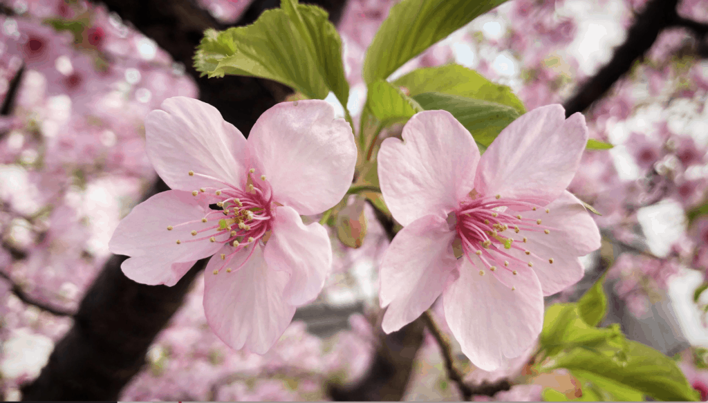 Where to See the Cherry Blossoms in Kyoto: Arahiyama