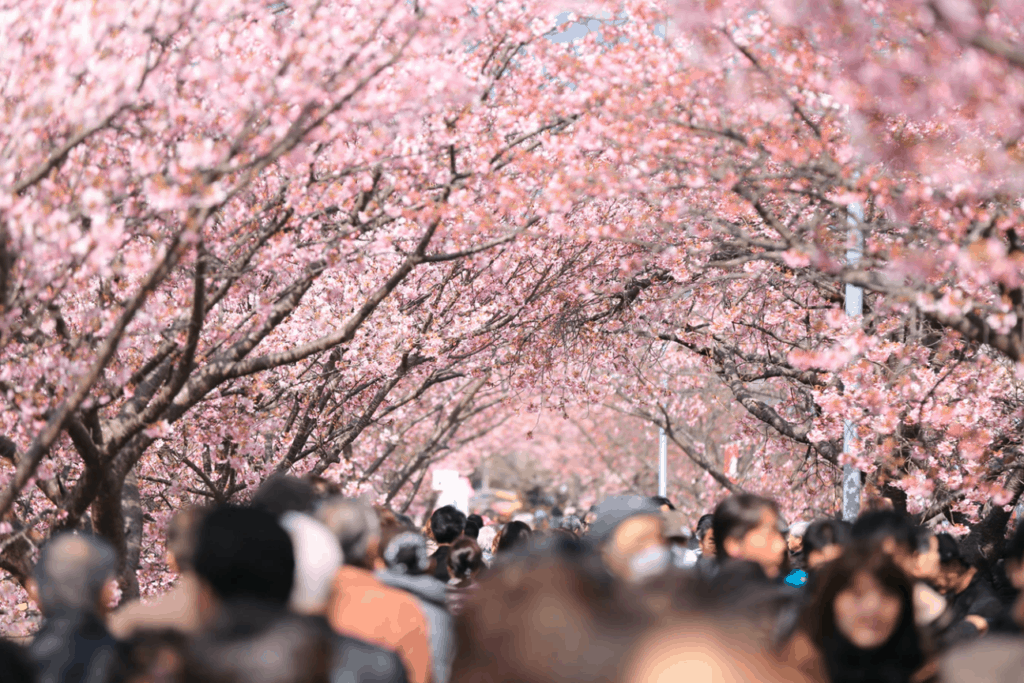 Cherry Blossom Festival in Japan