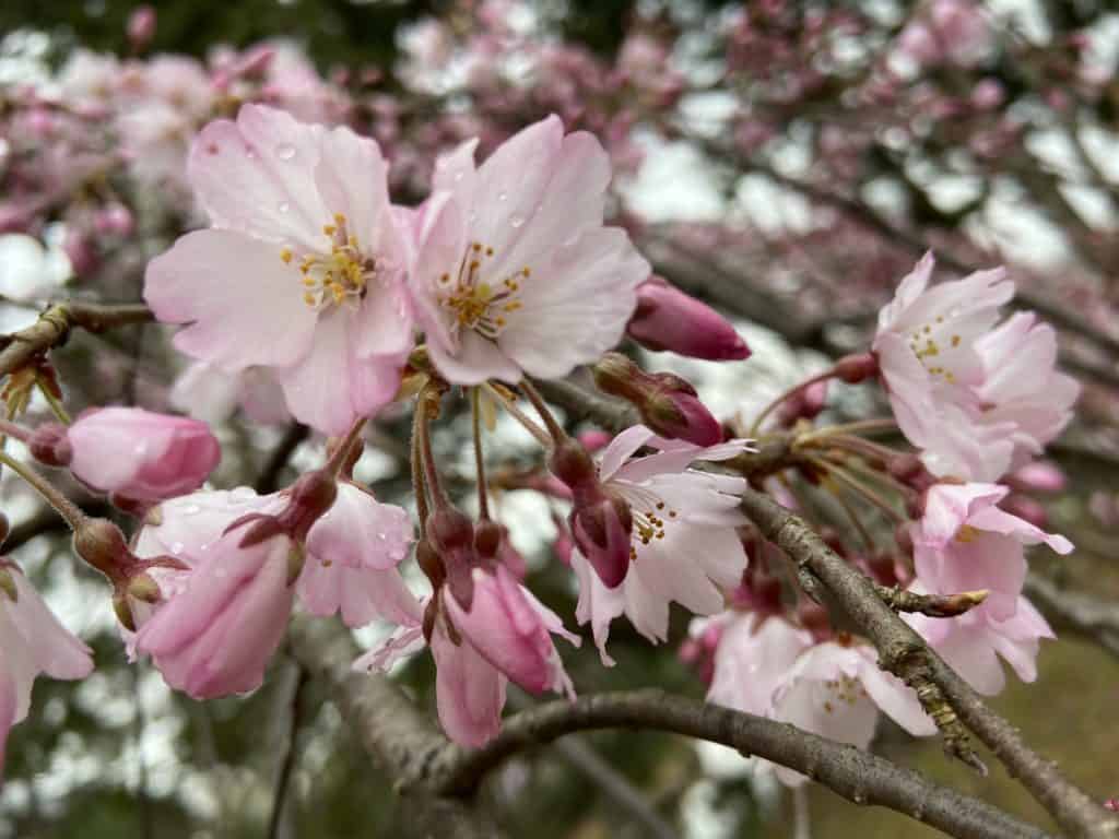 Where to See the Cherry Blossoms in Kyoto:  Cherry blossoms with rain drops