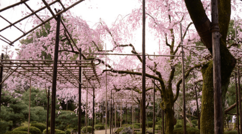 Where to See the Cherry Blossoms in Kyoto: Heian Jingu Shrine