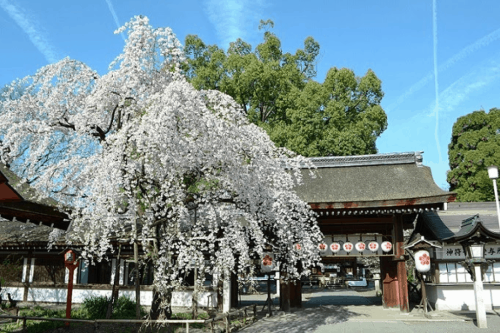 Where to See the Cherry Blossoms in Kyoto: Hirano Shrine