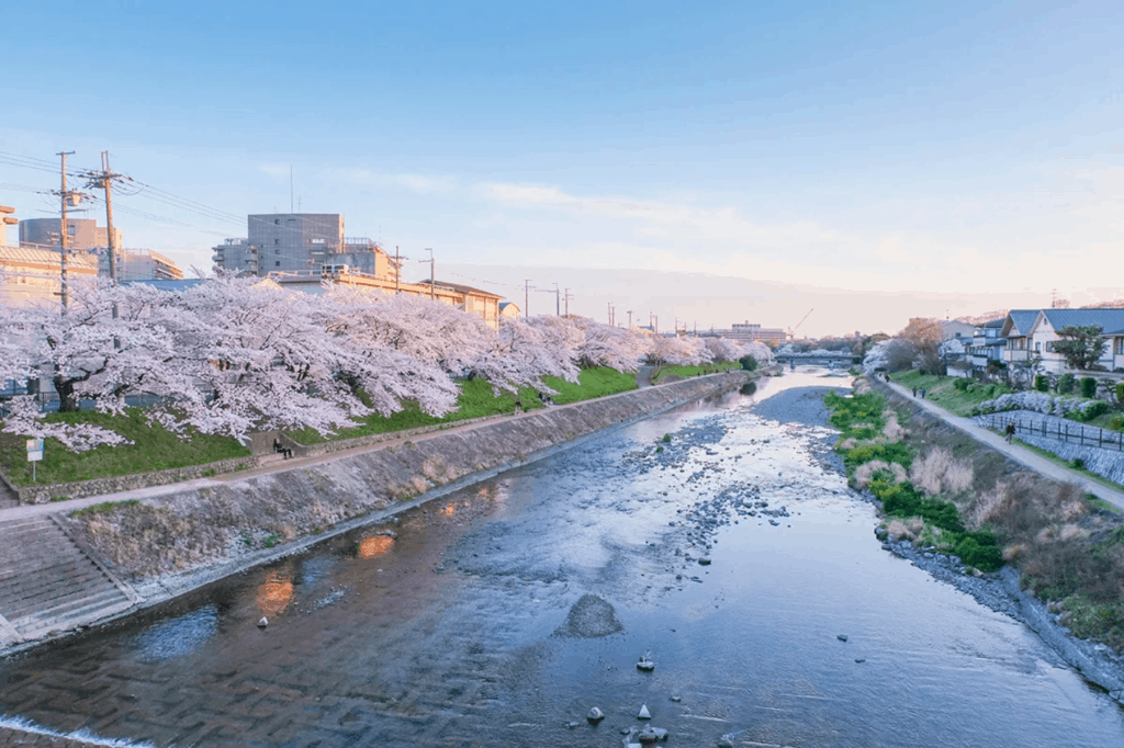 Where to See the Cherry Blossoms in Kyoto: Kamo River