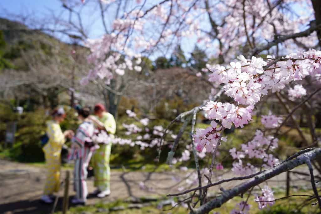 Where to See the Cherry Blossoms in Kyoto: Maruyama Park