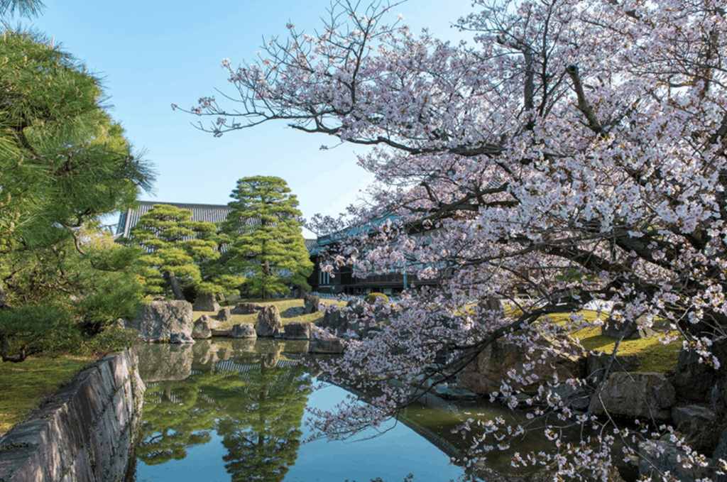 Where to See the Cherry Blossoms in Kyoto: Nijo Castle