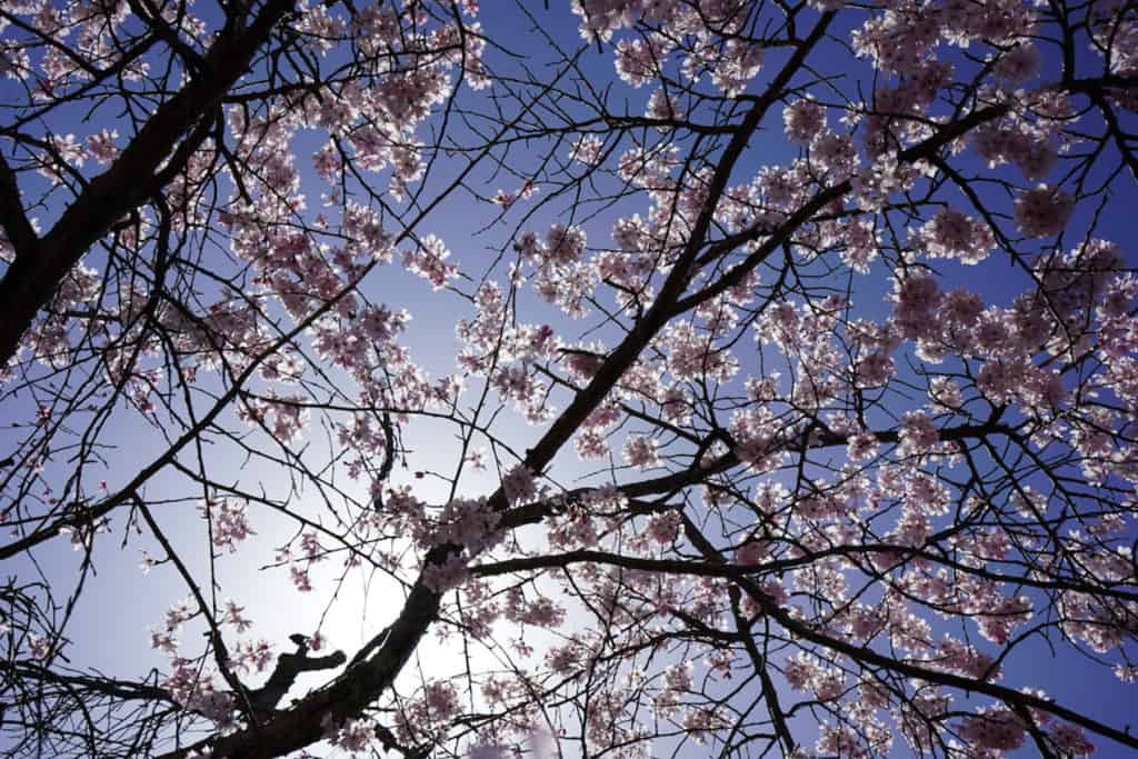 Where to See the Cherry Blossoms in Kyoto: Philosophers walk