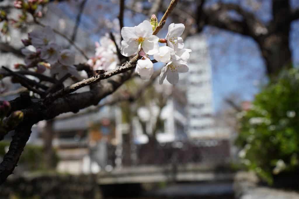 Where to See the Cherry Blossoms in Kyoto: Takase River