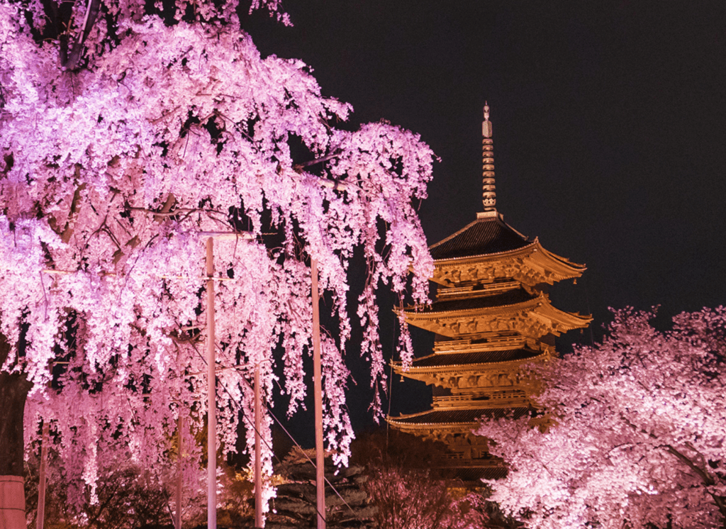 Where to See the Cherry Blossoms in Kyoto: toji Temple