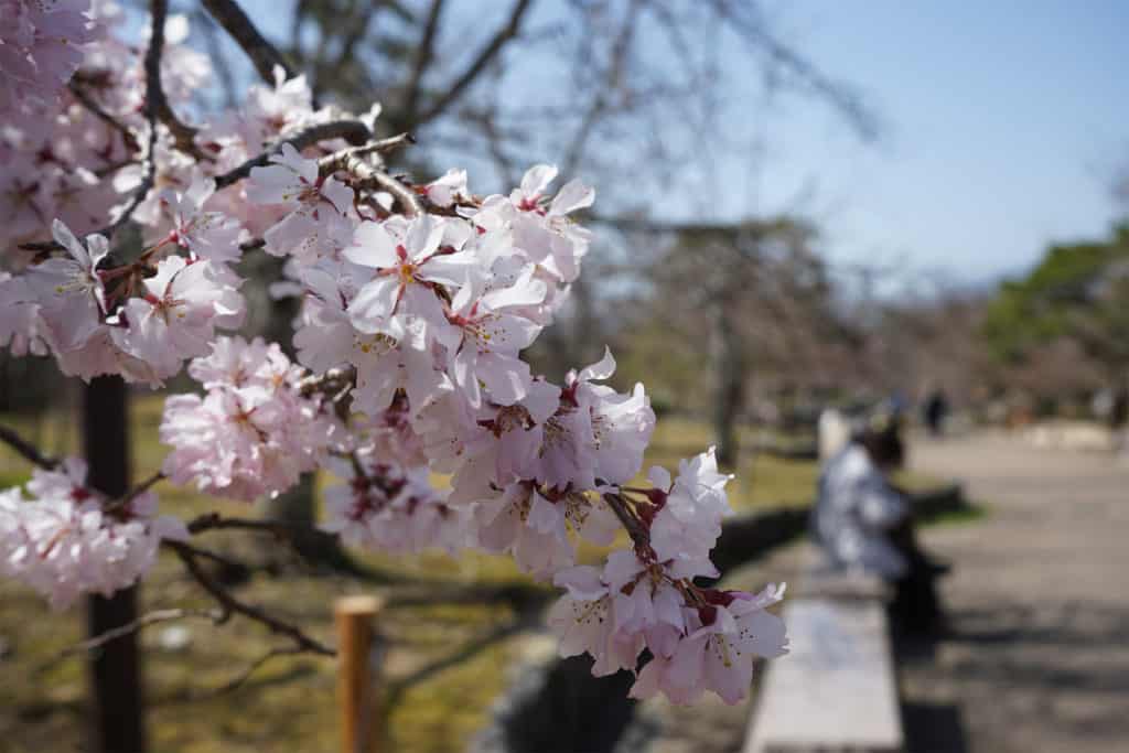 Where to See the Cherry Blossoms in Kyoto: Umekoji Park 