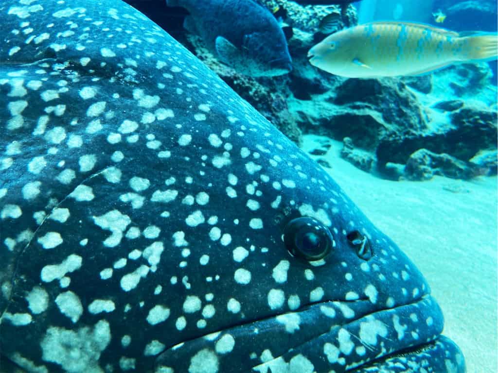 Churaumi Aquarium Fish Close-up