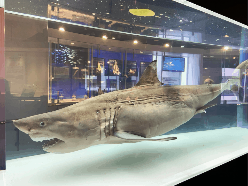 Shark at Churaumi Aquarium Okinawa