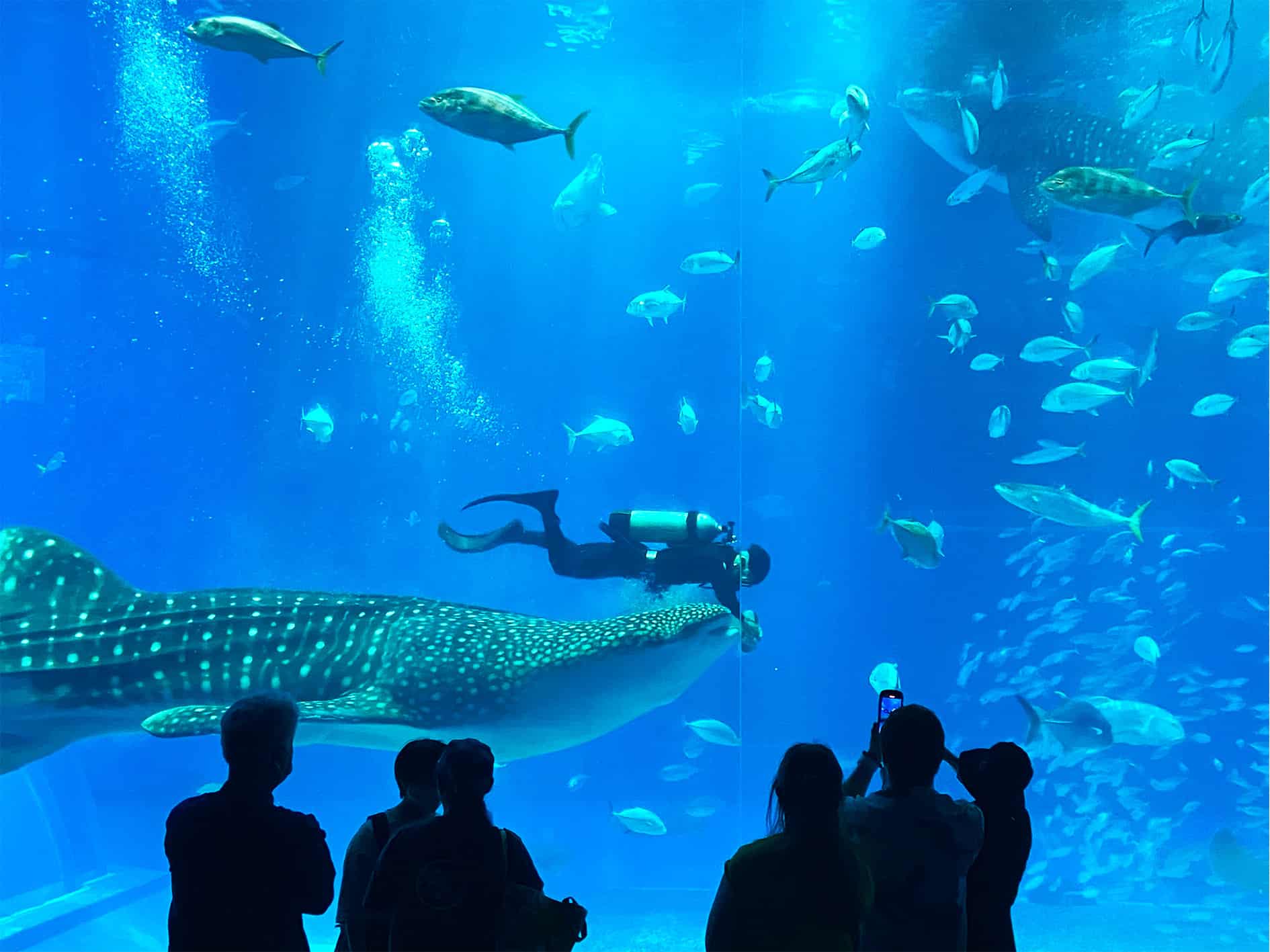 Okinawa Churaumi Aquarium RMHF